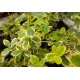 Suikerosorvarinpensas 'Canadale Gold' (Euonymus fortunei 'Canadale Gold')